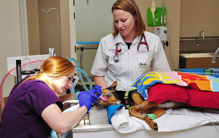The Importance Of Dental Care In Veterinary Clinics