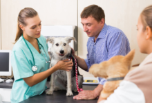 5 Ways Vets Help Owners Navigate Pet Nutrition Choices