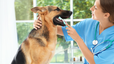 The Impact Of Dental Cleanings On Pet Longevity