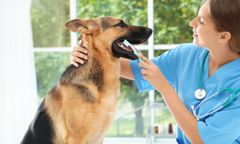 The Impact Of Dental Cleanings On Pet Longevity