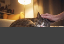 How Animal Hospitals Provide Compassionate End Of Life Care