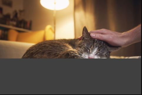 How Animal Hospitals Provide Compassionate End Of Life Care