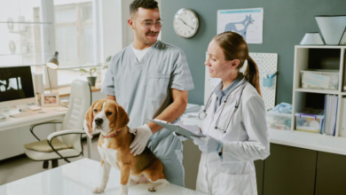 Why Animal Hospitals Are Equipped For Complex Diagnostics