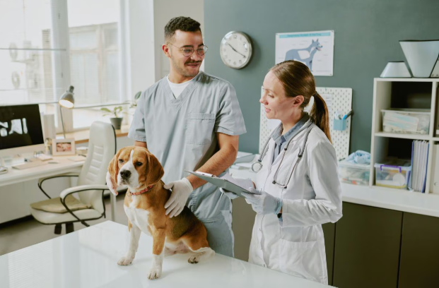 Why Animal Hospitals Are Equipped For Complex Diagnostics