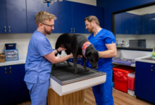 4 Common Procedures Performed In Small Animal Veterinary Hospitals