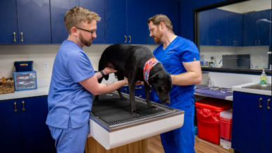 4 Common Procedures Performed In Small Animal Veterinary Hospitals