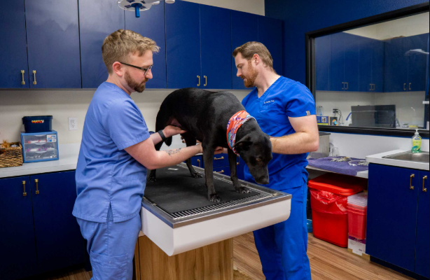 4 Common Procedures Performed In Small Animal Veterinary Hospitals