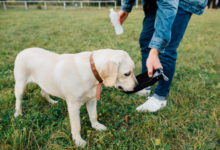 Can Collagen Help Pets With Weak Joints?