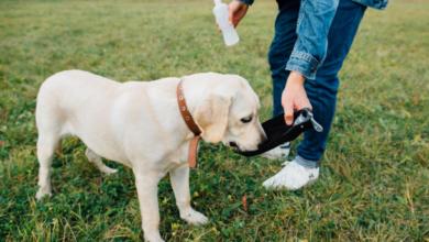 Can Collagen Help Pets With Weak Joints?