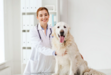 4 Benefits Of 24/7 Access To Animal Hospitals