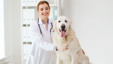 4 Benefits Of 24/7 Access To Animal Hospitals