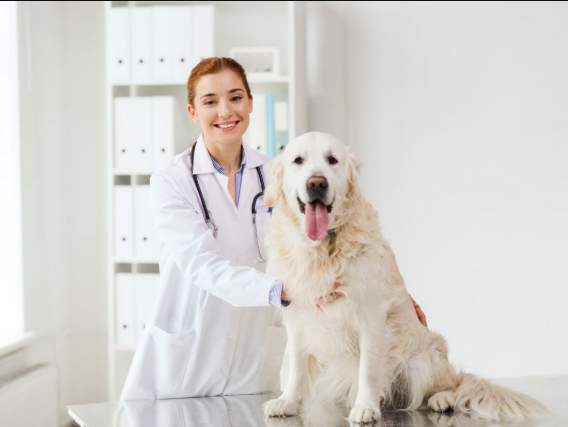 4 Benefits Of 24/7 Access To Animal Hospitals
