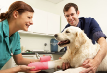 4 Ways Veterinary Hospitals Enhance Preventive Pet Care