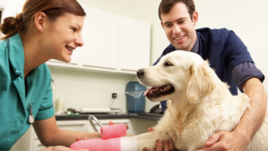4 Ways Veterinary Hospitals Enhance Preventive Pet Care