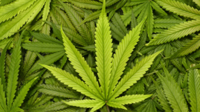 The Green Revolution of Dispensary Cannabis