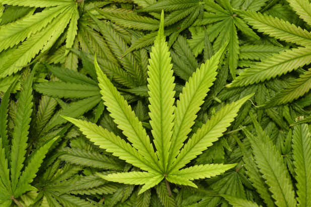 The Green Revolution of Dispensary Cannabis