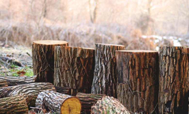 Why Dealing With Old Trees Is the First Step in Any Yard Makeover