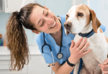 3 Red Flags Your Dog Needs to Go to an Animal Hospital Fast
