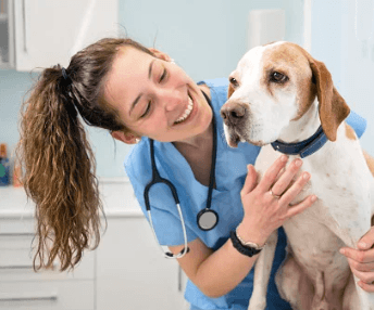 3 Red Flags Your Dog Needs to Go to an Animal Hospital Fast
